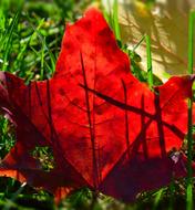 Foliage Autumn