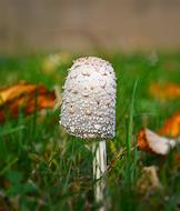 Mushroom Autumn