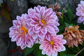 incredible beauty Dahlia pink Flower