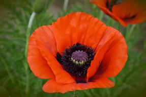 beautiful Poppy Klatschmohn Red
