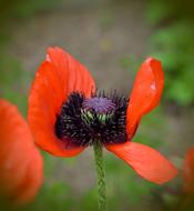 weathered Poppy flower close up