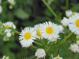 Wild Camomile Green plants