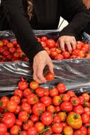 Tomatoes Healthy Organic