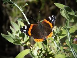 Butterfly Macro Color