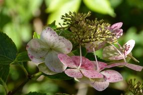 Plate Hydrangea on a blurred background