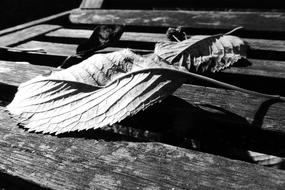 Leaves Autumn monochrome photo