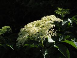 black elderberry Blossom in the garden close-up