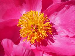 incredible beauty Peony Blossom