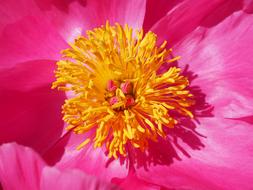 Peony Blossom pink yellow