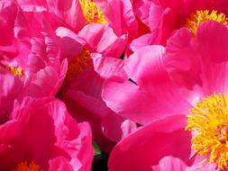 macro photo of pink peonies