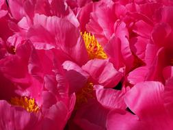 incredible beauty Peonys