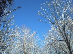 Trees covered with snow