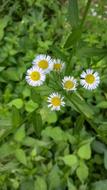 Chrysanthemum Little Flower