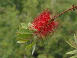 Red Green garden Flower