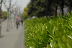 The Scenery of Leaf Park bush