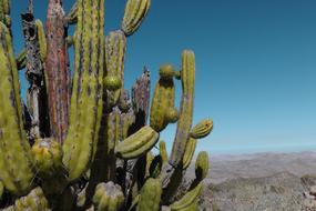 Cactus Peru Andes