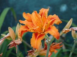 Lily Orange garden Flowers