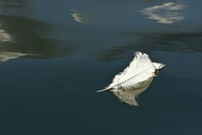 white feather on the surface of the water