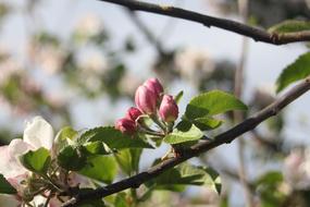 Buds Flowers Tree pink green on a blurred background