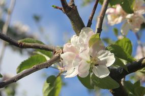 closeup photo of white Apple Tree Blossoms