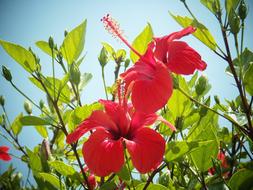 Red Hibiscus Flowers and green leaves