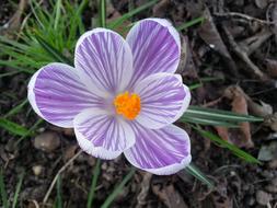Crocus Flower green leaf