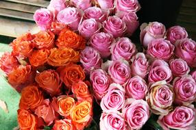 Roses Color Pink