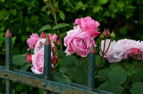 Roses Garden Fence green leaf