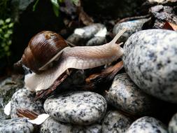 Snail Stones Rain