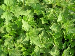 nettle with green leaves close-up
