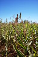 Corn Maize Farm