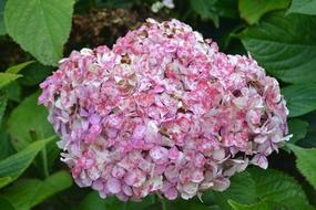 Hortensia Withered pink flower