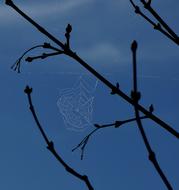Spider Web Dew Blue