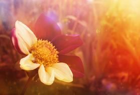 Flower Fantasy colors