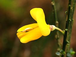 yellow Gorse Blossom