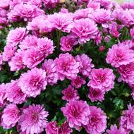 Chrysanthemum Bolchrysant Purple