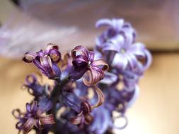 Flower Colorful Purple on a blurred background
