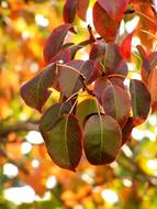 Autumn Leaves Foliage