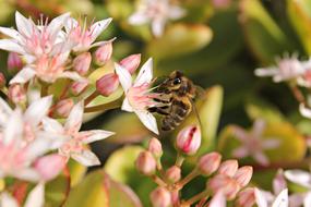 Bee and Flowers white pink