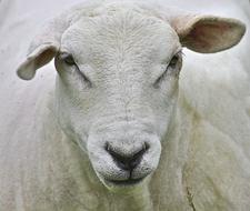 Sheep Head White