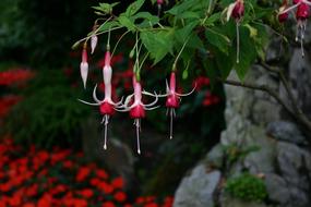 Fuchsia Flowers in the garden on a blurred background