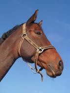 Bay Portrait Horse