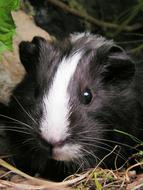 Black Female Guinea-Pig