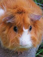 Guinea-Pig Red Female macro