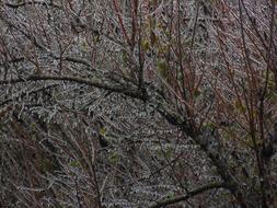 Frozen Branches Tree Autumn In The