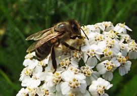 big Bee on white Flower on a blurred background