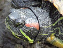 Turtle Macro Zoo