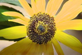 Sunflower Seeds black close-up on blurred background