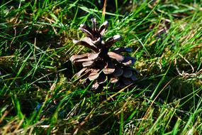 Pine Cones Grass