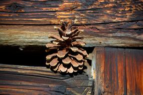 Pine Cones Wood